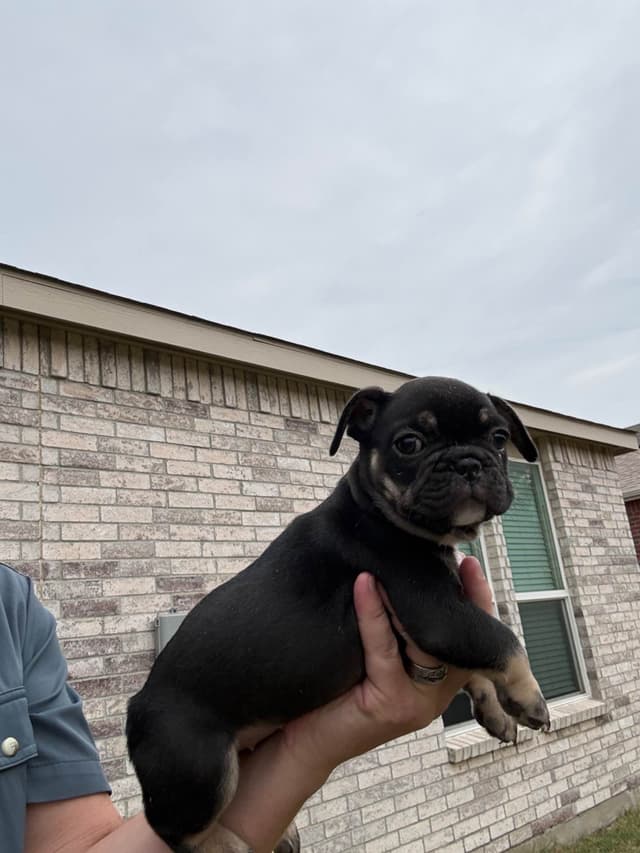 French Bulldog Puppies media 13