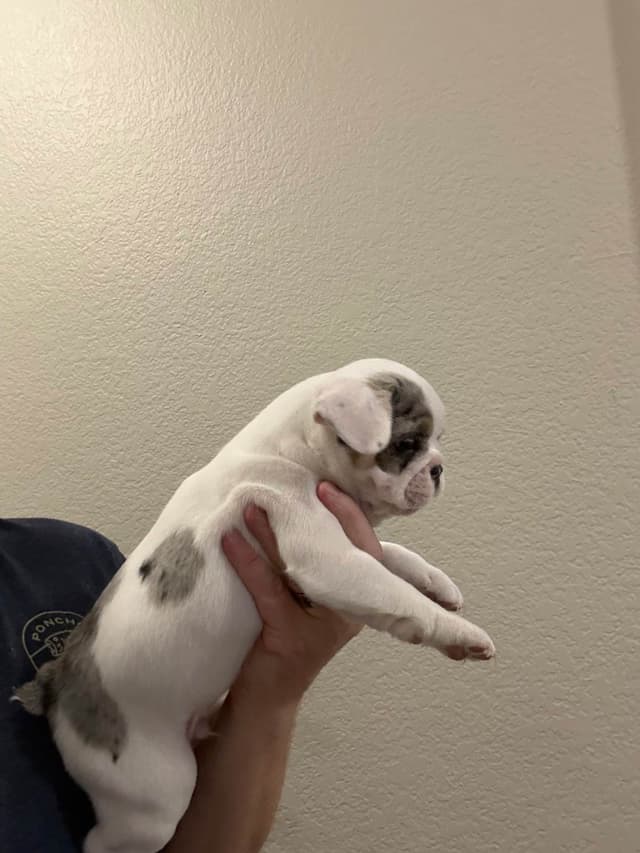 French Bulldog Puppies media 17