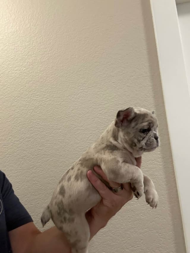 French Bulldog Puppies media 21