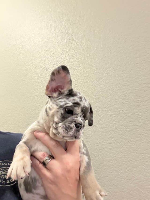 French Bulldog Puppies media 18