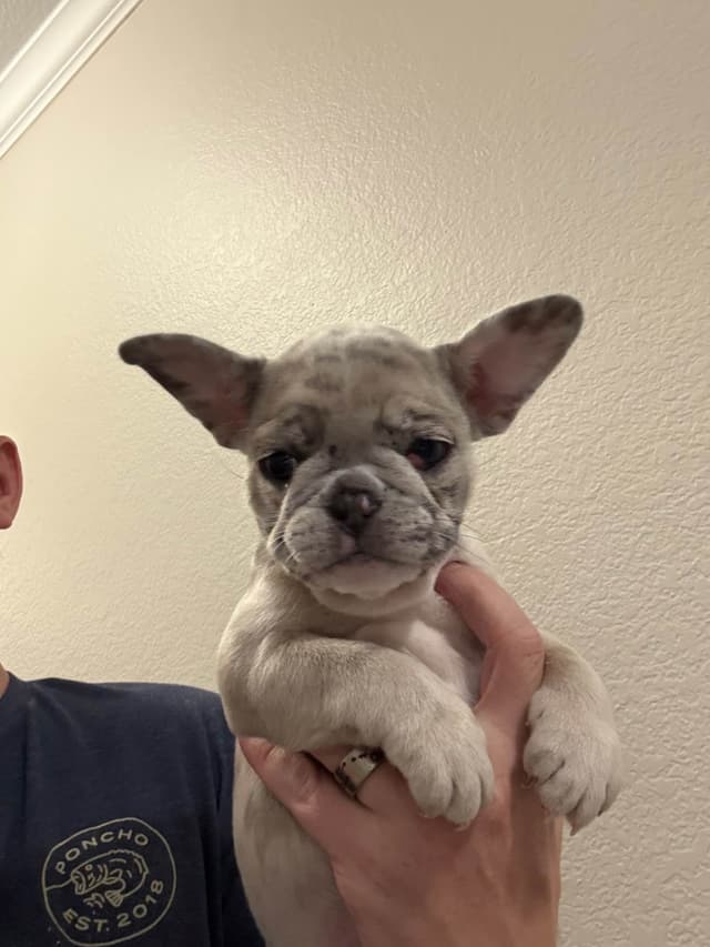 French Bulldog Puppies media 20