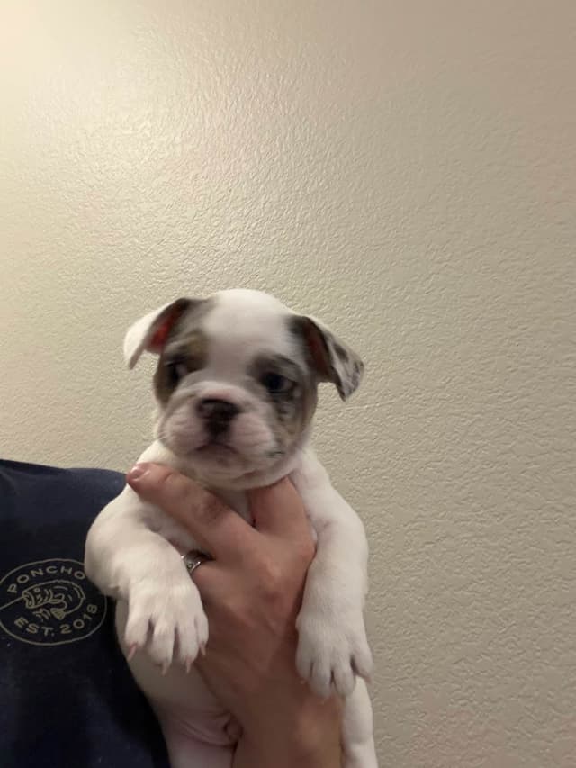 French Bulldog Puppies media 16