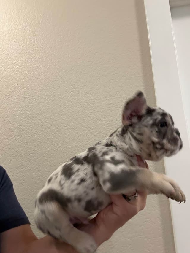 French Bulldog Puppies media 19