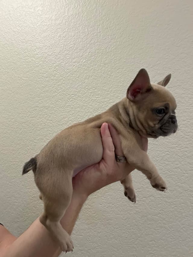French Bulldog Puppies media 15