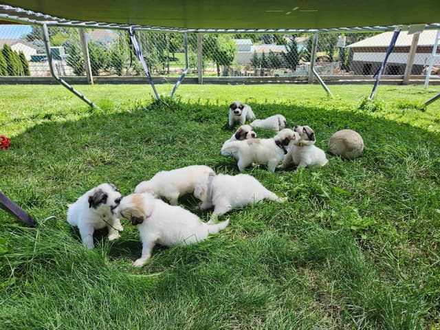 Great Pyrenees Puppies media 4