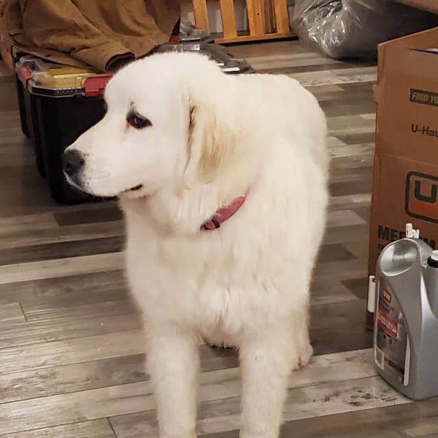 Great Pyrenees Puppies media 3