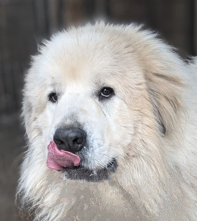 Great Pyrenees Puppies media 2
