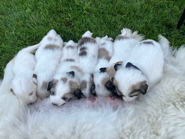 Great Pyrenees Puppies media 5