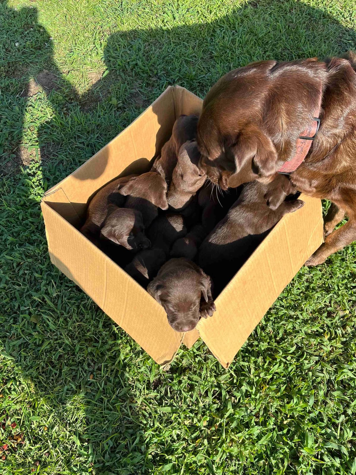 Labrador Retriever Puppies breeder image 2