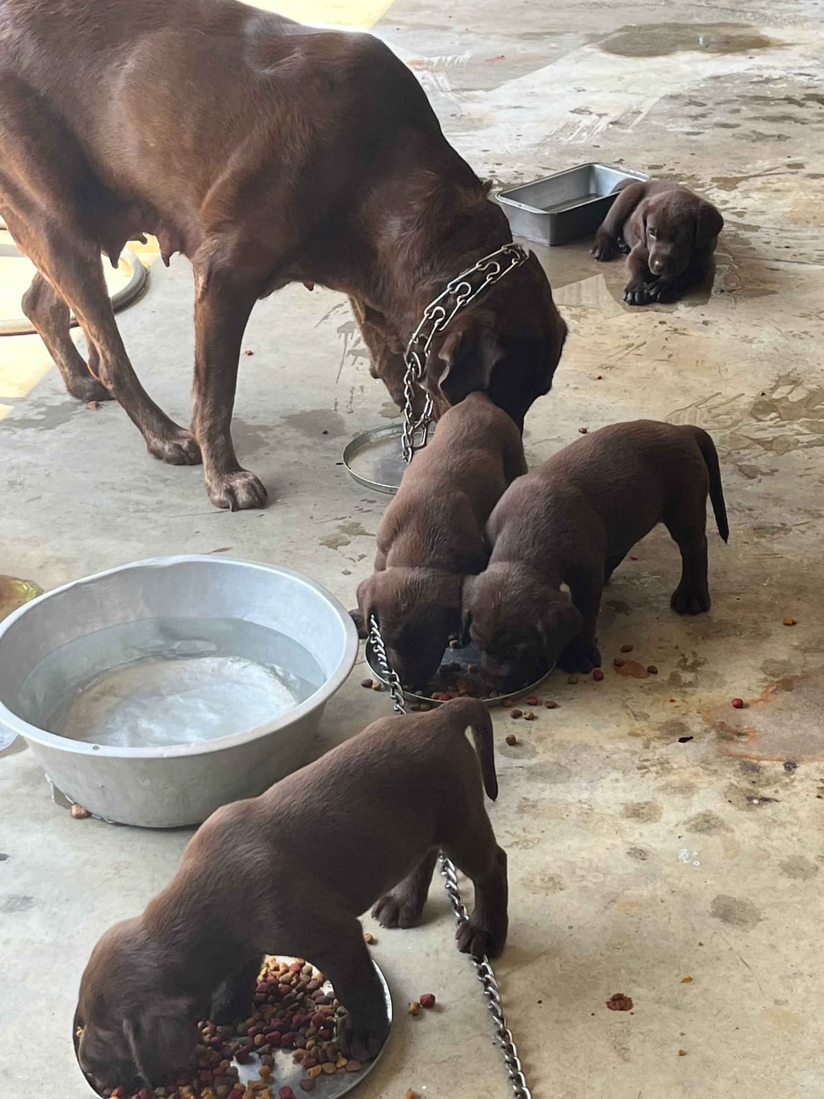 Labrador Retriever Puppies breeder image 3