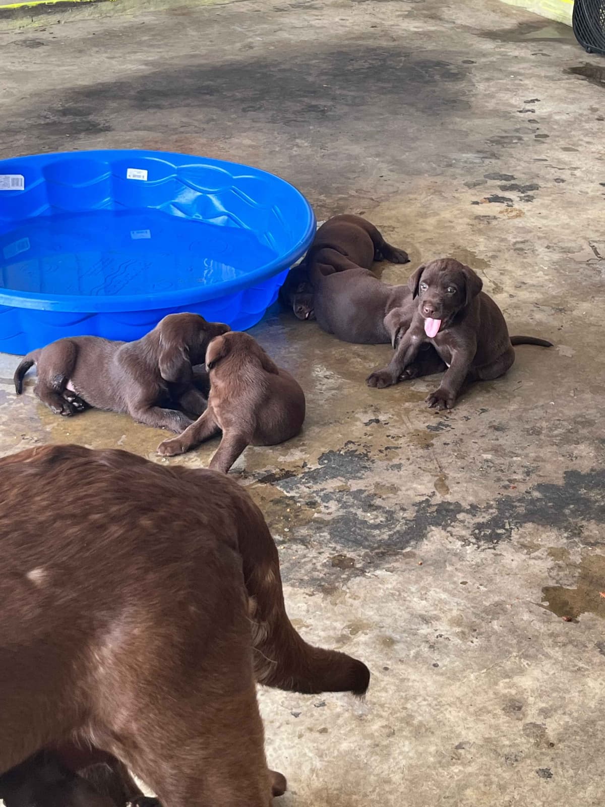 Labrador Retriever Puppies breeder image 4
