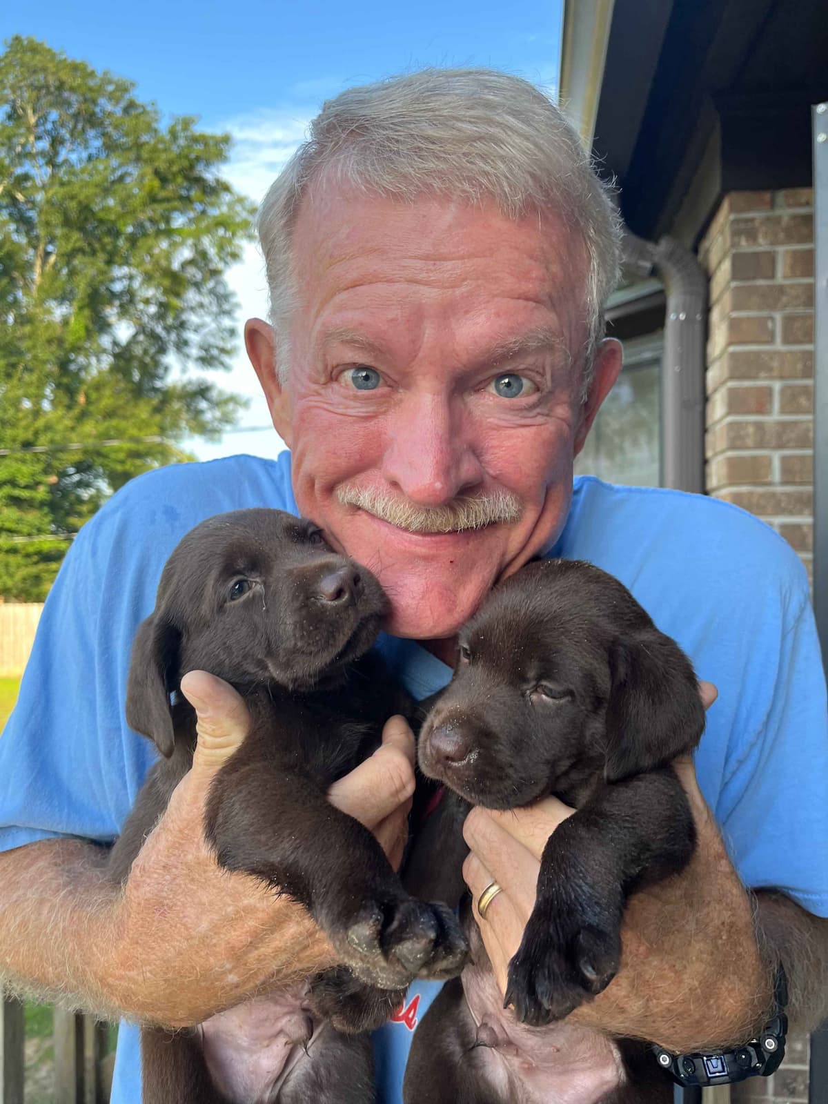 Labrador Retriever Puppies breeder image 6