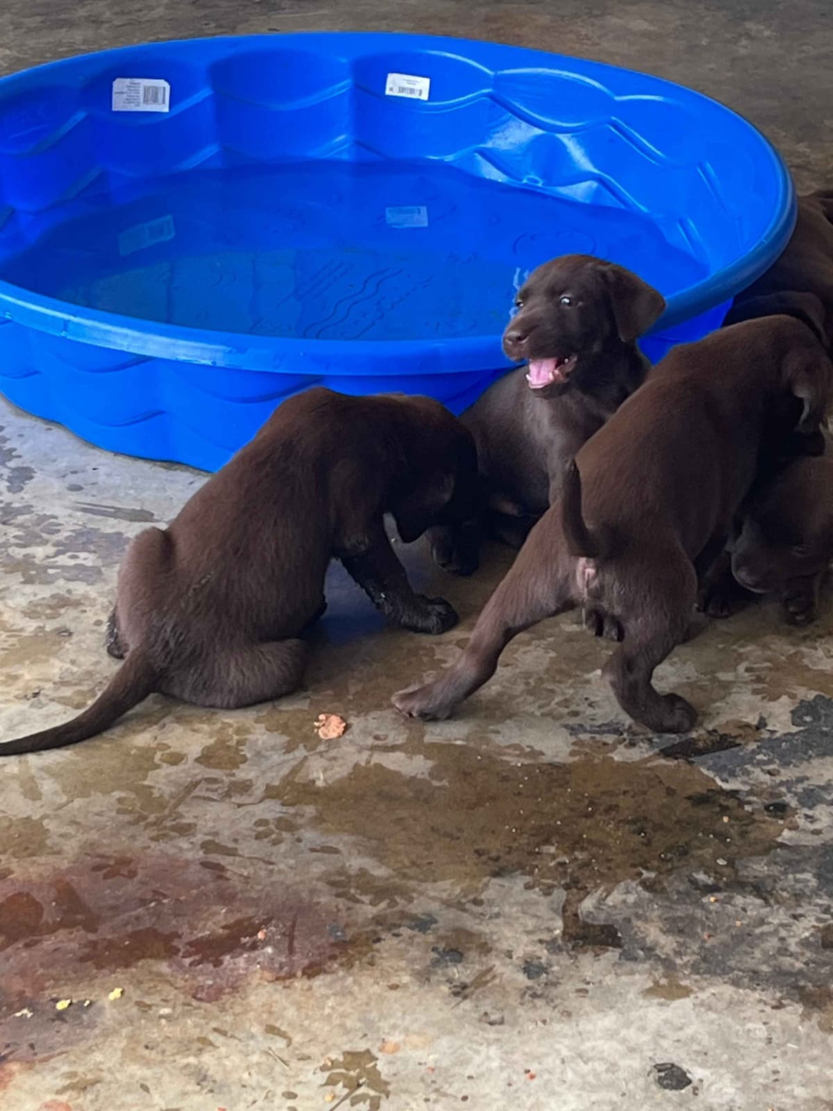 Labrador Retriever Puppies breeder image 7