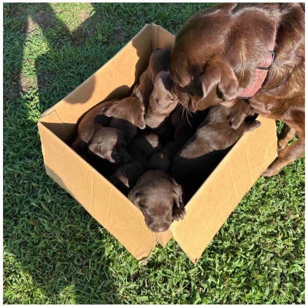 Labrador Retriever Puppies media 2