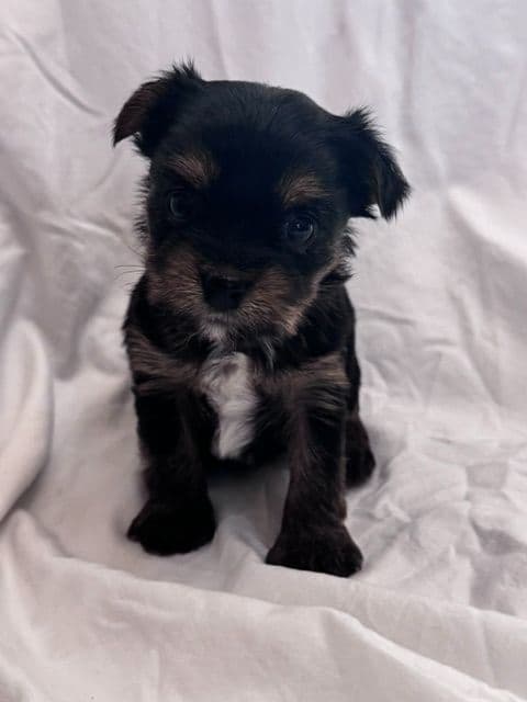 Yorkshire Terrier Puppies media 2