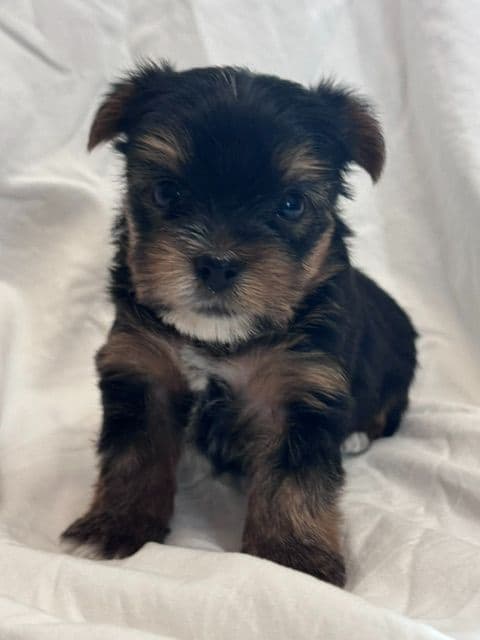 Yorkshire Terrier Puppies media 3
