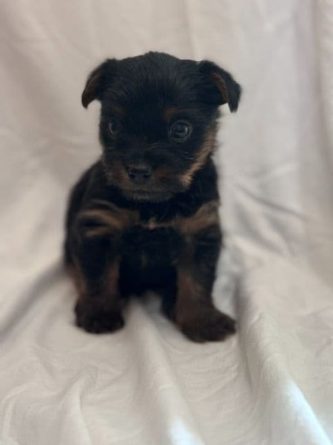 Yorkshire Terrier Puppies media 4
