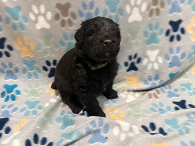 Bouvier des Flandres Puppies media 2