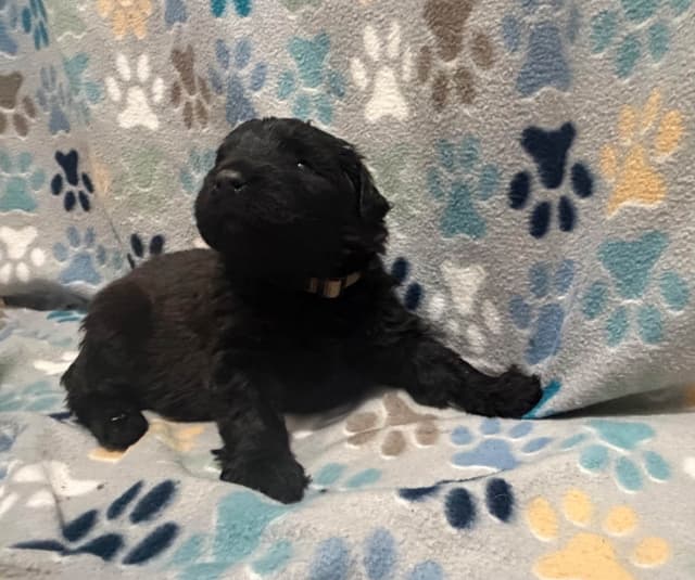 Bouvier des Flandres Puppies media 3