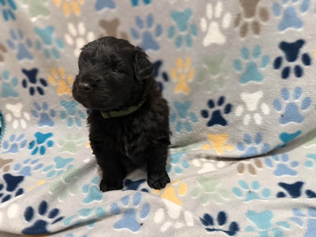 Bouvier des Flandres Puppies media 4