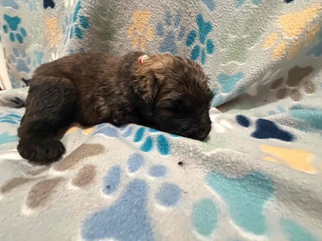 Bouvier des Flandres Puppies media 5
