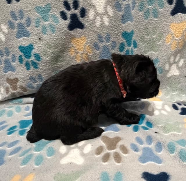 Bouvier des Flandres Puppies media 6