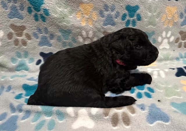 Bouvier des Flandres Puppies media 7