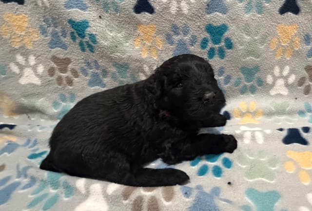 Bouvier des Flandres Puppies media 8