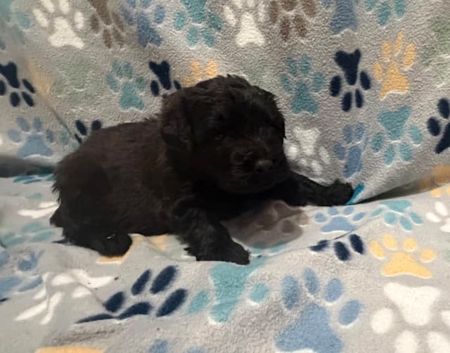 Bouvier des Flandres Puppies media 9