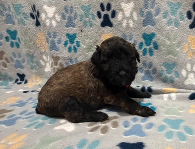 Bouvier des Flandres Puppies media 11