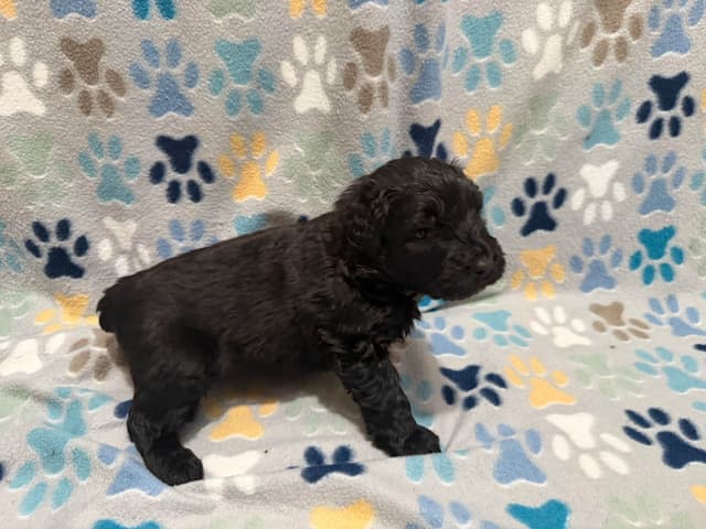 Bouvier des Flandres Puppies media 13