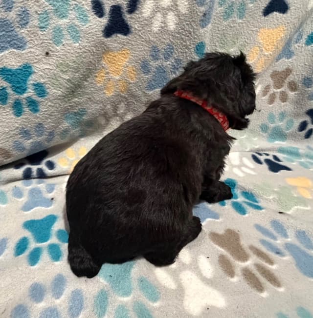 Bouvier des Flandres Puppies media 15