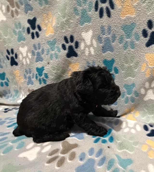 Bouvier des Flandres Puppies media 14