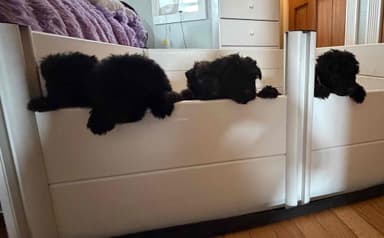 Bouvier des Flandres Puppies - Bouvier des Flandres