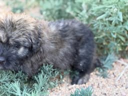 Bouvier des Flandres Puppies thumbnail 2