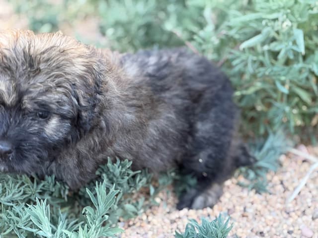 Bouvier des Flandres Puppies