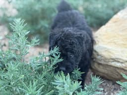 Bouvier des Flandres Puppies thumbnail 5