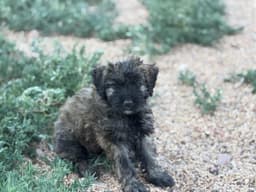 Bouvier des Flandres Puppies thumbnail 4