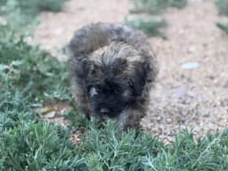 Bouvier des Flandres Puppies thumbnail 6