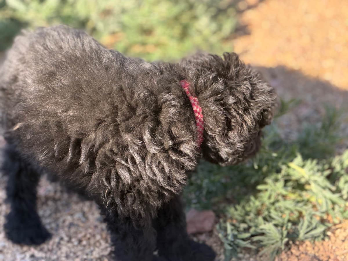 Bouvier des Flandres Puppies photo 3