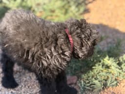 Bouvier des Flandres Puppies thumbnail 3
