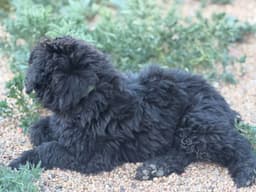 Bouvier des Flandres Puppies thumbnail 9