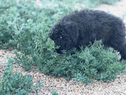 Bouvier des Flandres Puppies thumbnail 8