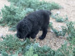 Bouvier des Flandres Puppies thumbnail 10