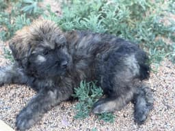 Bouvier des Flandres Puppies thumbnail 13