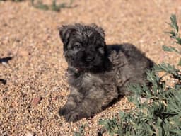 Bouvier des Flandres Puppies thumbnail 15