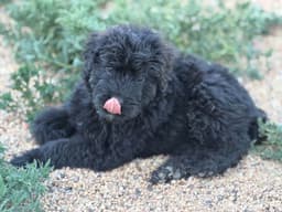 Bouvier des Flandres Puppies thumbnail 7