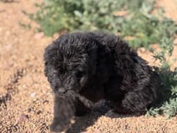 Bouvier des Flandres Puppies thumbnail 16