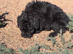 Bouvier des Flandres Puppies thumbnail 12