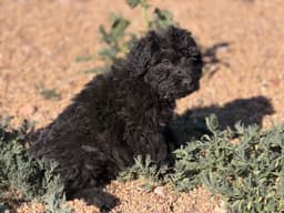 Bouvier des Flandres Puppies thumbnail 11